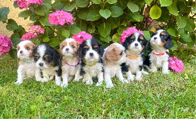 Des Echos De Lys - Cavalier King Charles Spaniel - Portée née le 18/05/2024