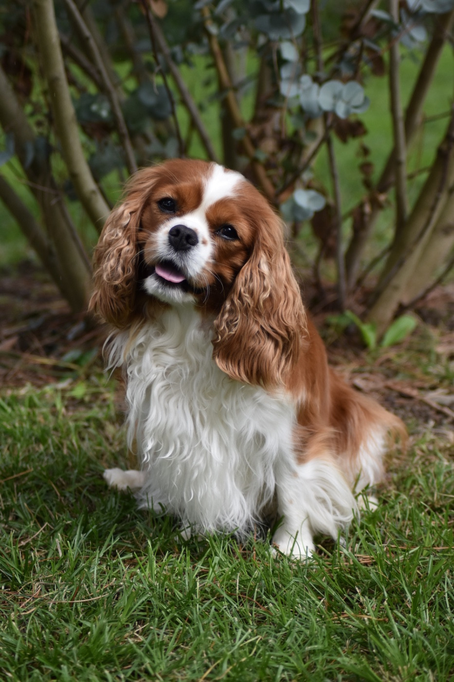 Twiny de la bergerie d'argent