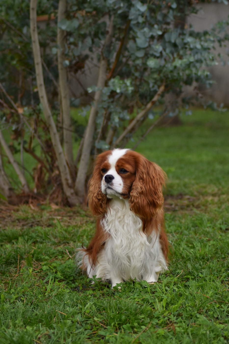 Valhyo Des Echos De Lys