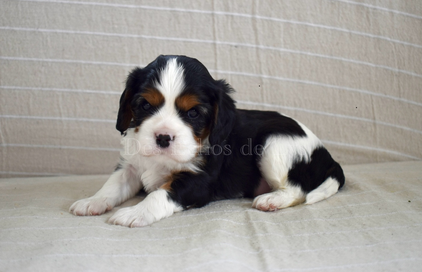 Des Echos De Lys - Chiots disponibles - Cavalier King Charles Spaniel