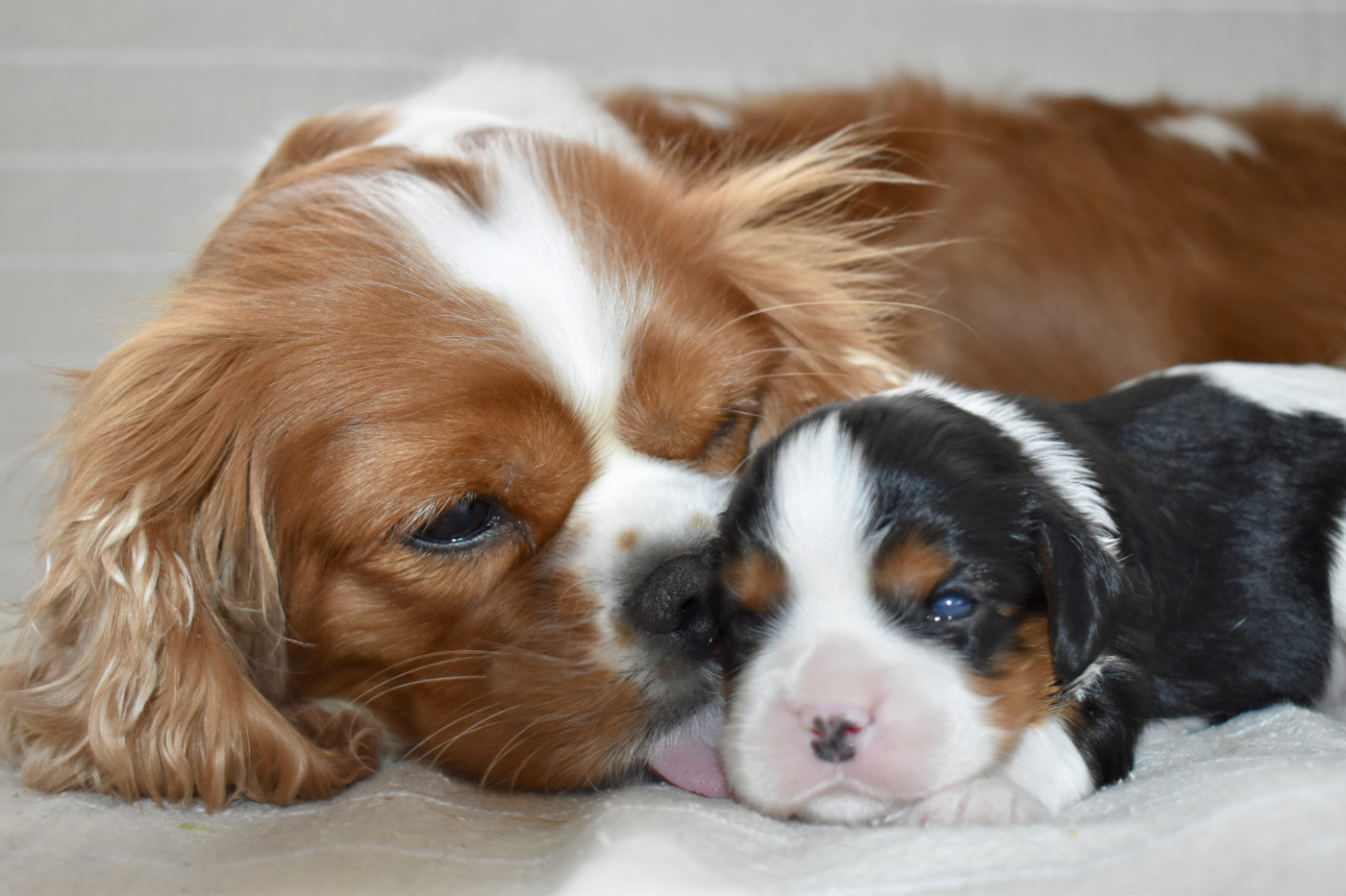 Chiot Cavalier King Charles Spaniel Des Echos De Lys