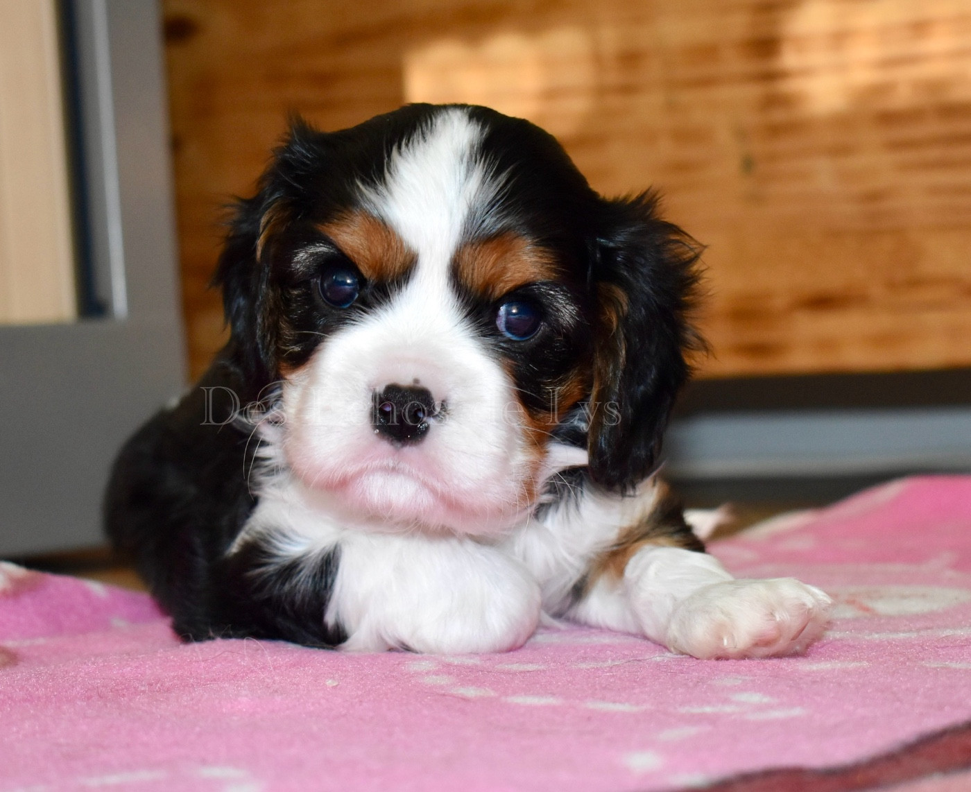 Des Echos De Lys - Chiots disponibles - Cavalier King Charles Spaniel